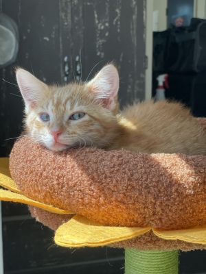 Tex Ritter, Baby Male Domestic Short Hair