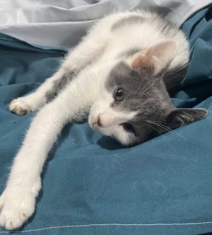 Persimmon, Baby Female Domestic Medium Hair