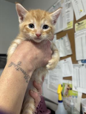 Fred, Baby Male Domestic Short Hair