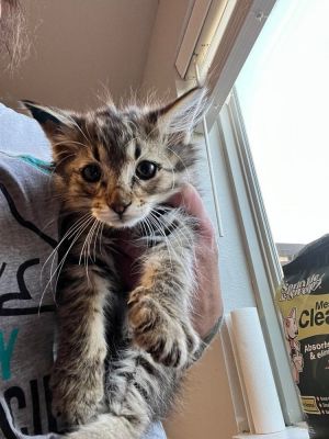 Ember, Baby Female Domestic Medium Hair