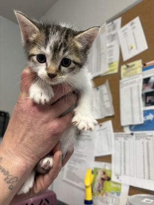 Lifter, Baby Female Domestic Short Hair