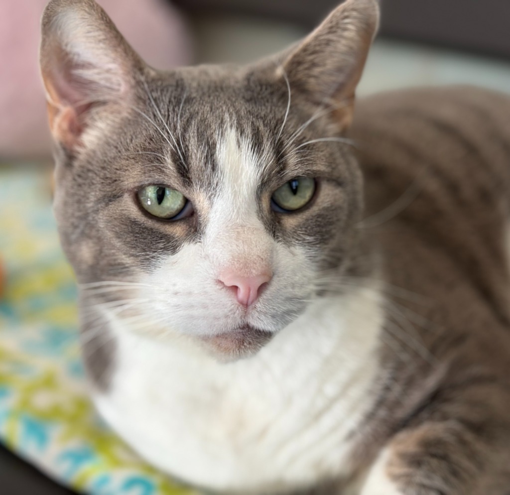 Soren, an adoptable Domestic Short Hair in Cumberland, ME, 04021 | Photo Image 1