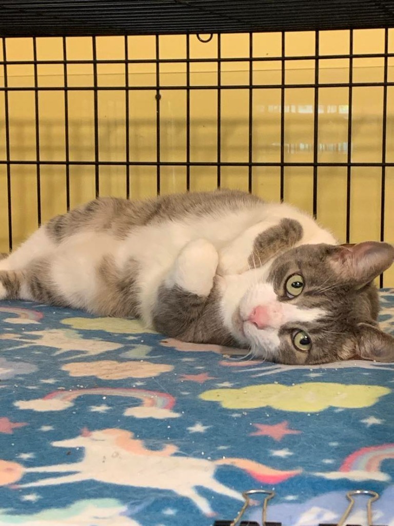 Soren, an adoptable Domestic Short Hair in Cumberland, ME, 04021 | Photo Image 2