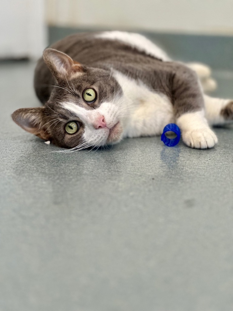 Soren, an adoptable Domestic Short Hair in Cumberland, ME, 04021 | Photo Image 3