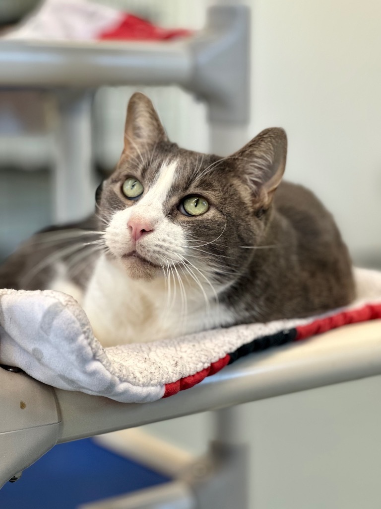 Soren, an adoptable Domestic Short Hair in Cumberland, ME, 04021 | Photo Image 4
