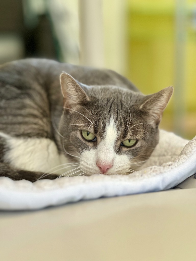 Soren, an adoptable Domestic Short Hair in Cumberland, ME, 04021 | Photo Image 5