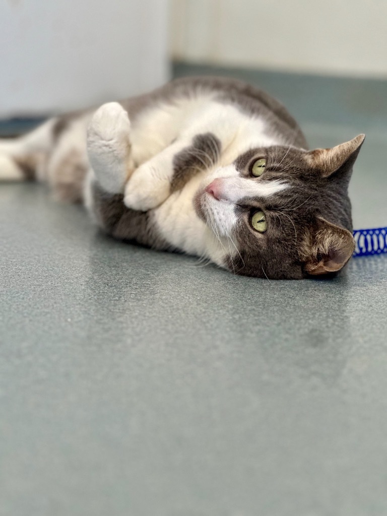 Soren, an adoptable Domestic Short Hair in Cumberland, ME, 04021 | Photo Image 6