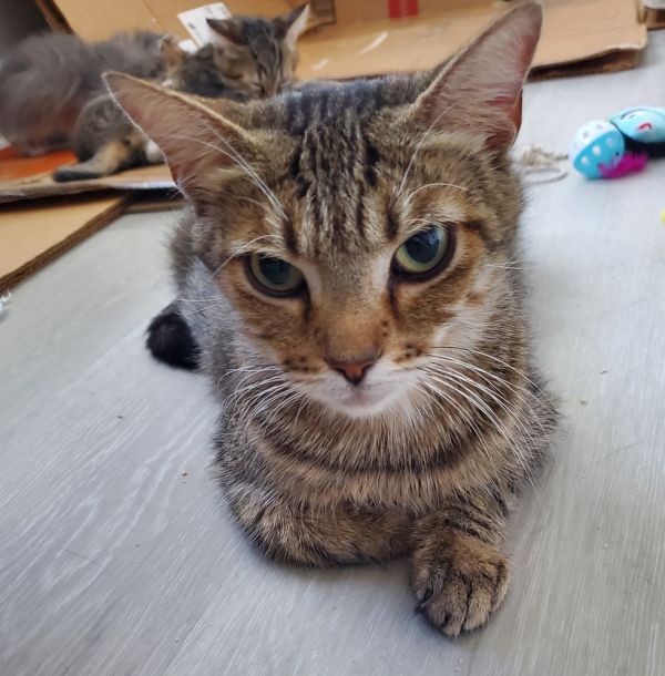 Pet Image