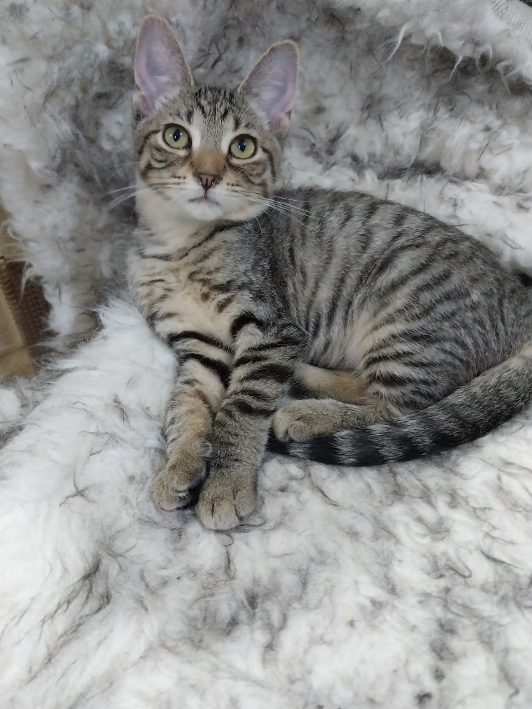 Dixie * IN FOSTER *