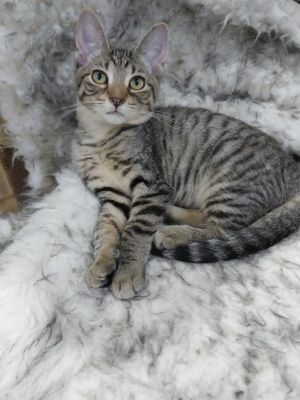 Dixie * IN FOSTER *, Baby Female Domestic Short Hair