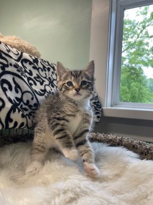 Axel * IN FOSTER *, Baby Male Domestic Short Hair