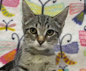 Pooky * IN FOSTER *, Baby Female Domestic Short Hair
