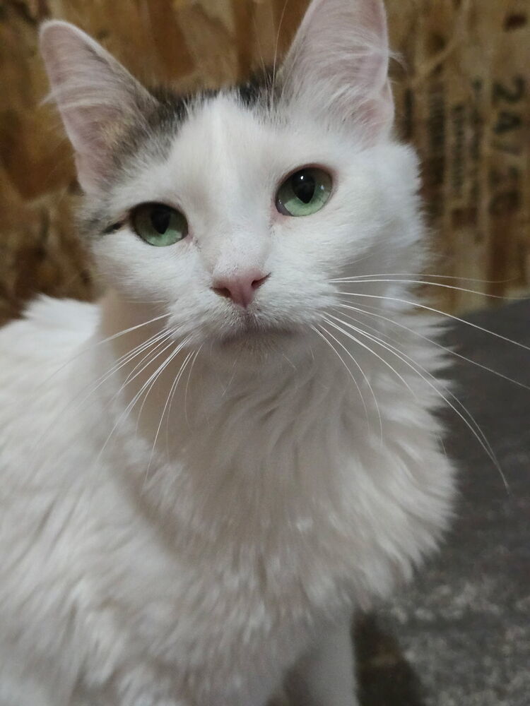 Opal, an adoptable Domestic Medium Hair in Fort collins, CO, 80526 | Photo Image 1