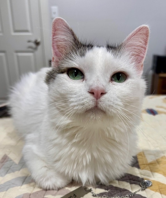 Opal, an adoptable Domestic Medium Hair in Fort collins, CO, 80526 | Photo Image 2