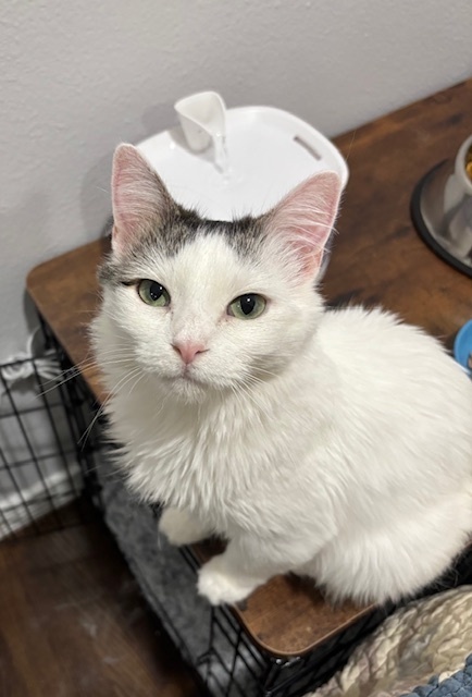 Opal, an adoptable Domestic Medium Hair in Fort collins, CO, 80526 | Photo Image 3