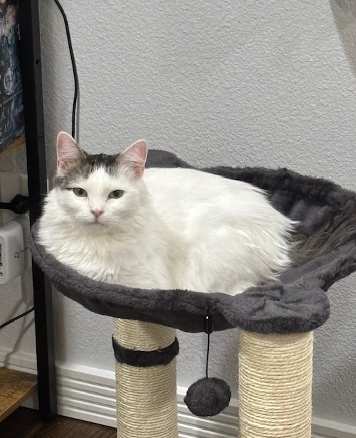 Opal, an adoptable Domestic Medium Hair in Fort collins, CO, 80526 | Photo Image 4