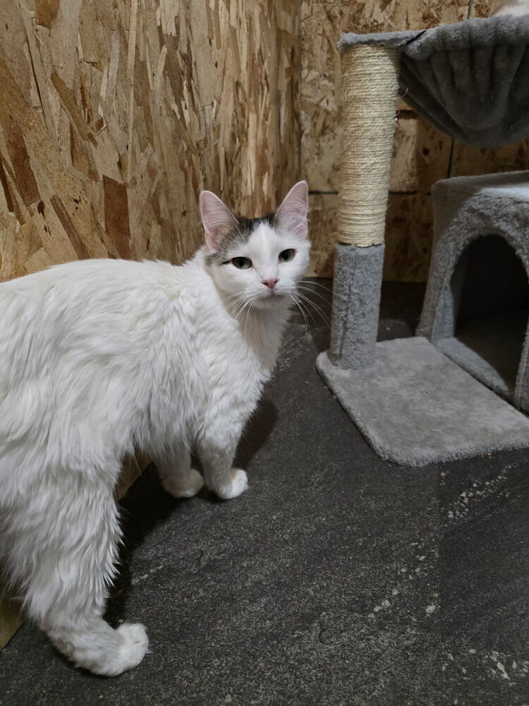Opal, an adoptable Domestic Medium Hair in Fort collins, CO, 80526 | Photo Image 5