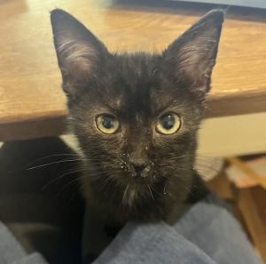 VV stands for Velcro Vampire is an extremely affectionate kitten who loves attention and is borde