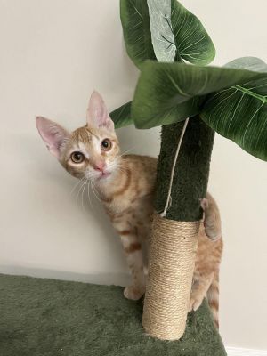 Red Domestic Short Hair Cat