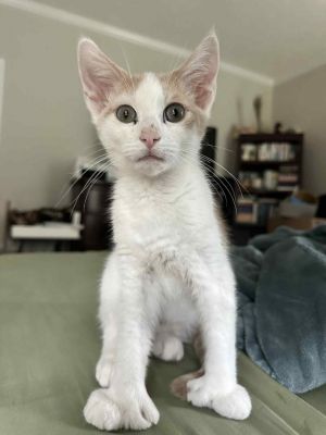 Solar Domestic Short Hair Cat