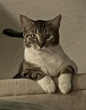Mama Juice MJ was a wonderful mother to six kittens they are grown and in their forever homes MJ