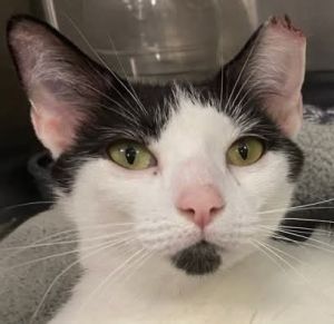 Apple Boogies kittens are grown and shes ready for her own home She is calm and sweet and cuddly
