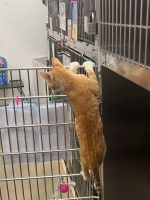 Jack Domestic Short Hair Cat