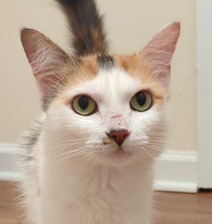 Freya is a calico beauty has a small finely featured face with bigh thoughtful eyes She loves your