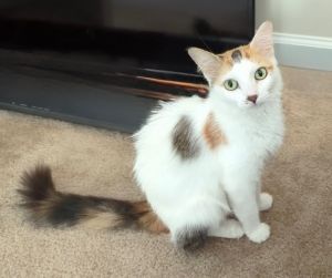 Freya Domestic Long Hair Cat