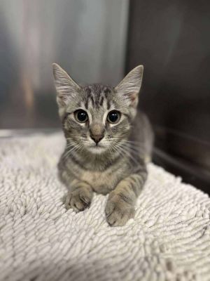 Skeeter, Baby Male Domestic Short Hair