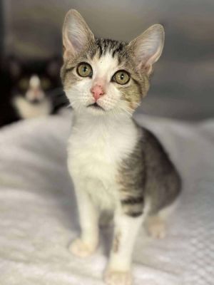 Fawn, Baby Male Domestic Short Hair