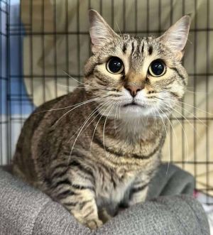 Gidget, Adult Female unknown