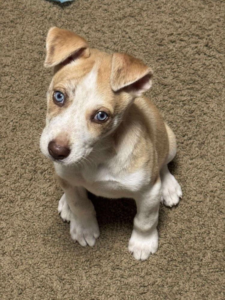 Willow
