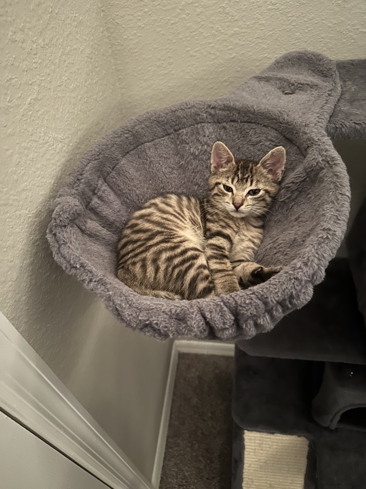 Freya