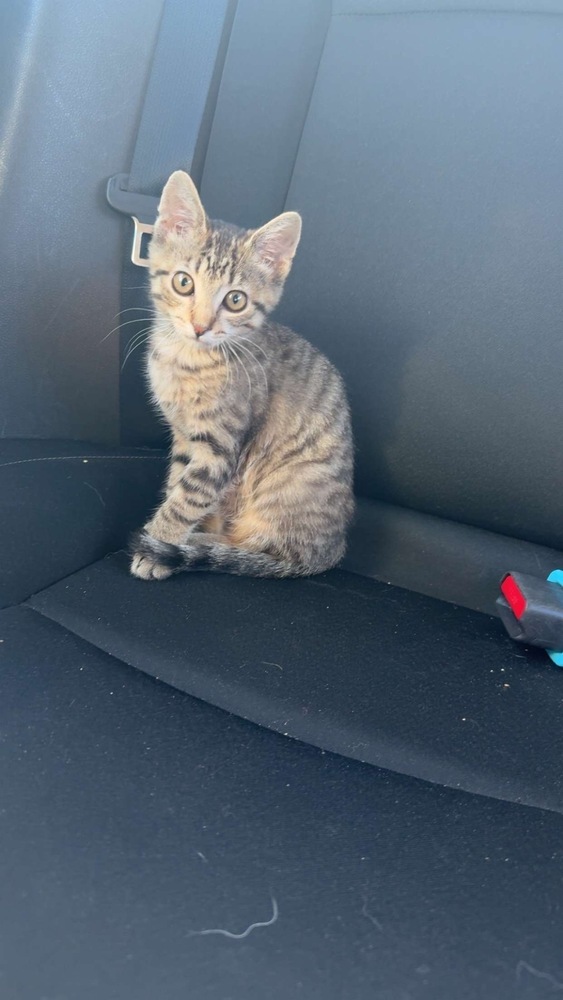 Freya