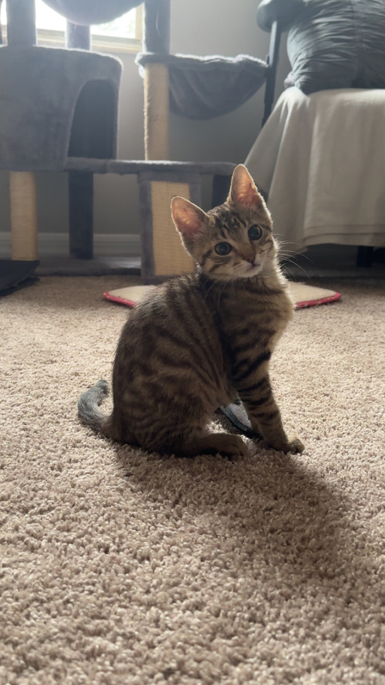 Freya