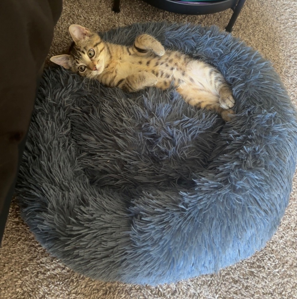 Freya