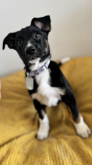 Welcome Raven She is an adorable and sweet border collie mix pup who came to Murcis Mission from E