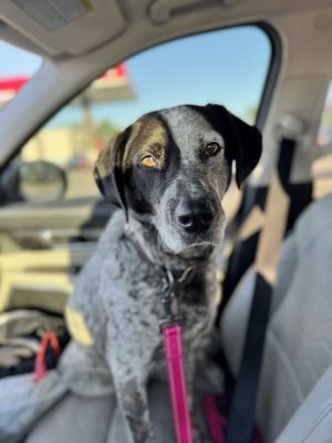 Welcome Lacey She is an adorable and sweet herding breed mix dog who came to Murcis Mission from E