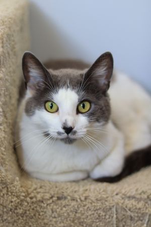 Runaway, Young Female Domestic Short Hair