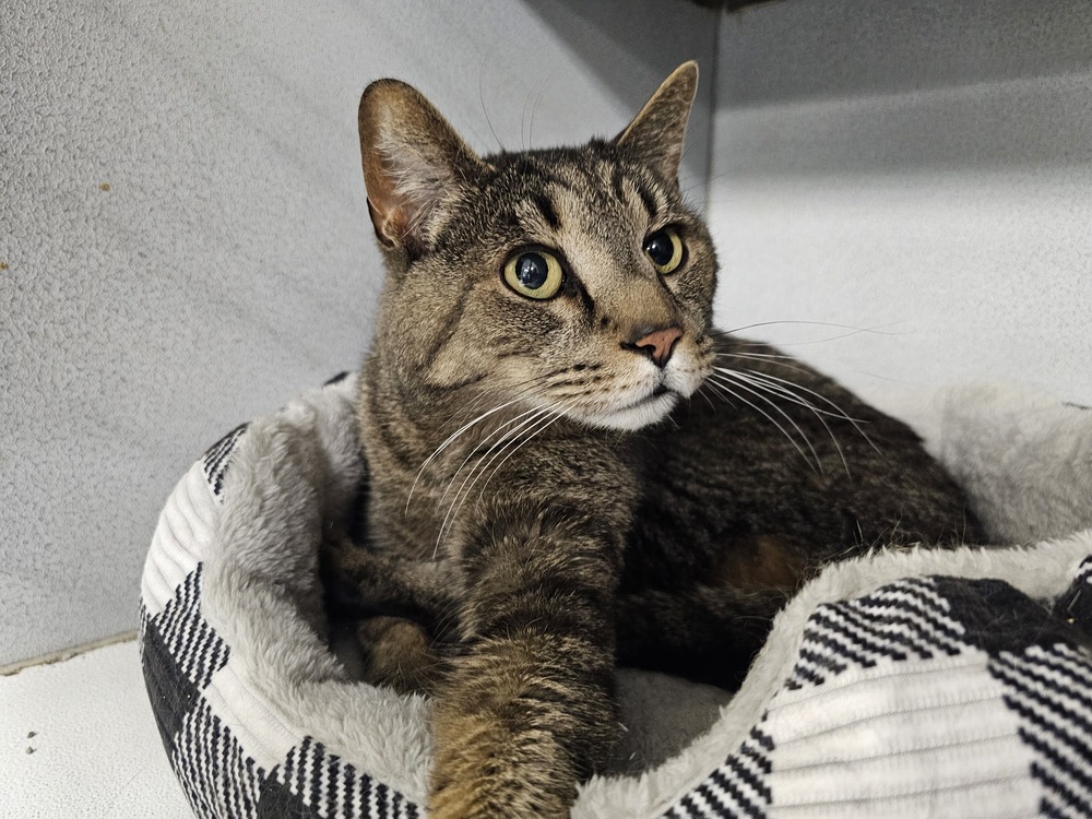 Serrano, an adoptable Domestic Short Hair in Houghton, MI, 49931 | Photo Image 1