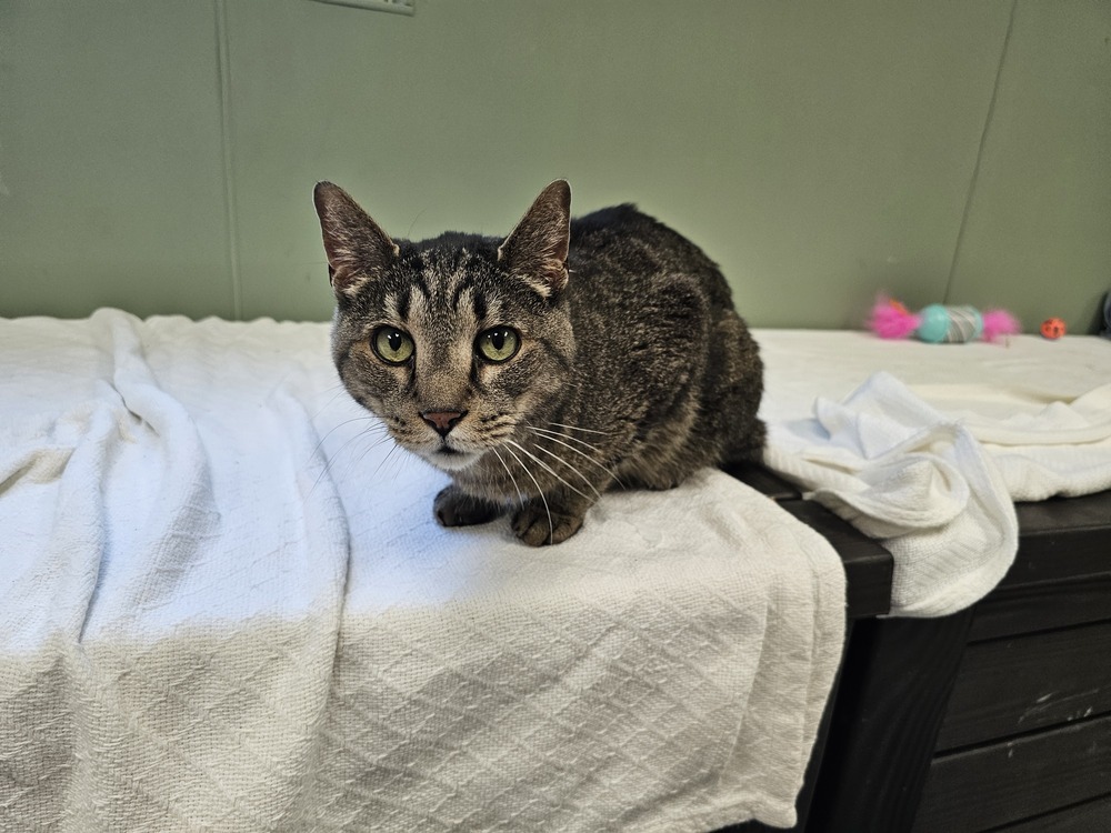 Serrano, an adoptable Domestic Short Hair in Houghton, MI, 49931 | Photo Image 3