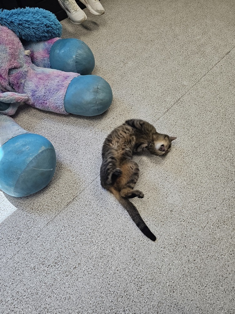 Serrano, an adoptable Domestic Short Hair in Houghton, MI, 49931 | Photo Image 4