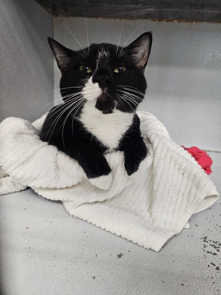 Thorfinn, an adoptable Domestic Short Hair in Houghton, MI, 49931 | Photo Image 1