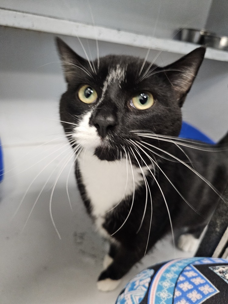 Thorfinn, an adoptable Domestic Short Hair in Houghton, MI, 49931 | Photo Image 2