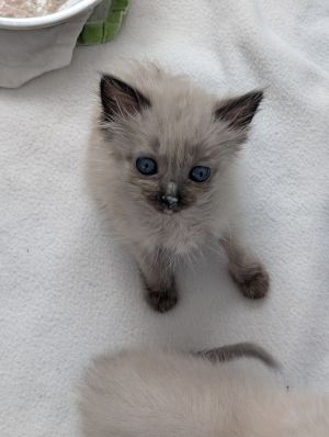 Raptor (Dino) Domestic Short Hair Cat