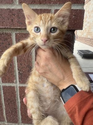 Louie, Baby Male Domestic Short Hair