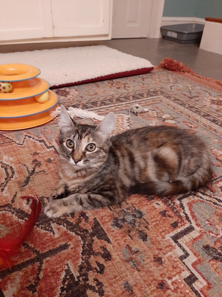 Maria, an adoptable Domestic Medium Hair, Domestic Long Hair in Lafayette, CO, 80026 | Photo Image 1