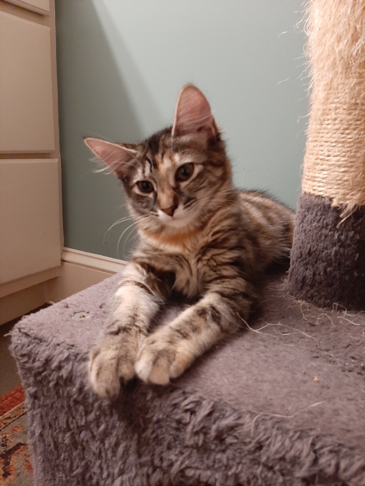 Maria, an adoptable Domestic Medium Hair, Domestic Long Hair in Lafayette, CO, 80026 | Photo Image 2