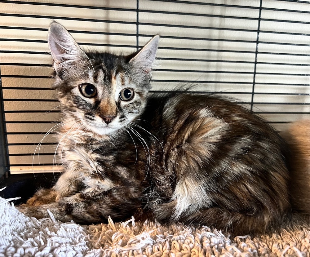 Maria, an adoptable Domestic Medium Hair, Domestic Long Hair in Lafayette, CO, 80026 | Photo Image 3
